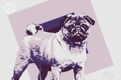 pug