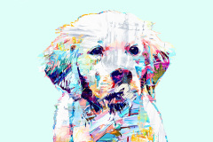 golden_retriever