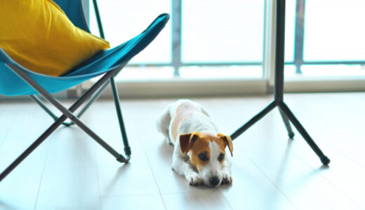 犬の伏せの教え方 5ステップで簡単しつけ!コツは遊びにしつけを取り入れる