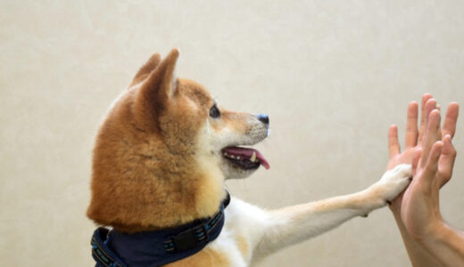 犬を飼い始めたらすぐに教えたいコマンド”タッチ”の教え方と発展的な使い方