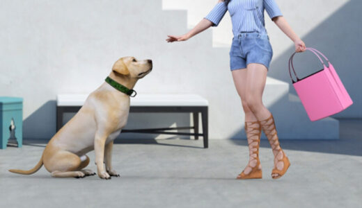 犬の”おすわり”の教え方とコツ~6ステップで覚える愛犬のしつけ方~