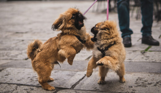 愛犬が他人や犬に飛びつくクセをなおす方法まとめ