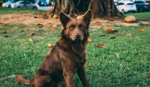 自制心を身につける遊び方4選！感情のコントロールが愛犬の幸福に繋がる！
