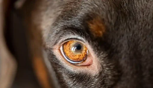 犬は豚肉を食べても問題ないの？ハムやベーコン等の加工品の注意点は？