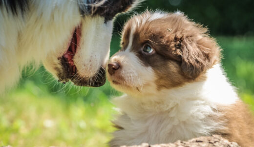 子犬を新たに迎えて最初に教えるしつけ！まずは5つの基本からトレーニングしよう！