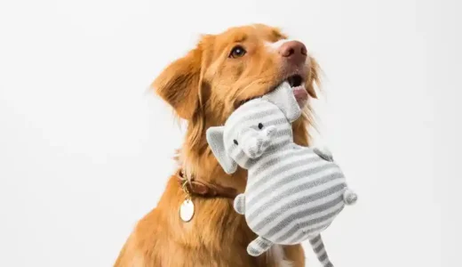 子犬を迎えるなら絶対に用意しておきたいもの