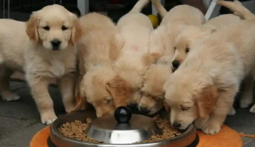 犬が食べても良いもの、ダメなものまとめ