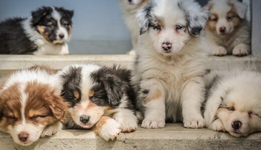 生後2ヶ月~1歳までの間に教えるべきしつけ8選！あなたの愛犬はどこまでできますか？