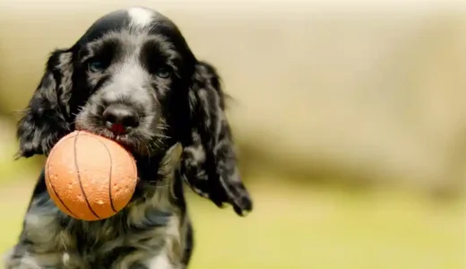 “取ってこい”を覚えてボールを投げて遊ぼう！運動量が多い犬種に必須のスキル