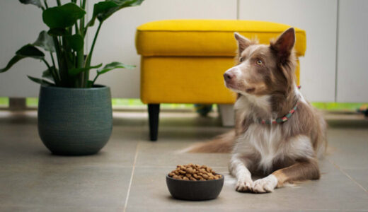 愛犬のご飯タイムは飼い主との絆を深める時間！食事の問題行動のなおし方を紹介！