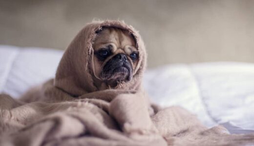 あなたもやっている?犬がストレスを感じる飼い主の行動5選!