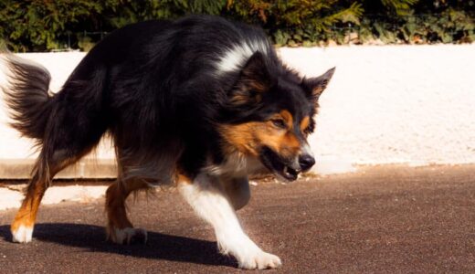 なぜあなたの愛犬は唸っている？唸っても叱ってはいけない理由と適切な対処方法