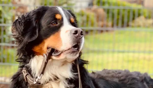子犬がリードを噛んで散歩ができない？リードを振り回す問題行動のやめさせ方を解説