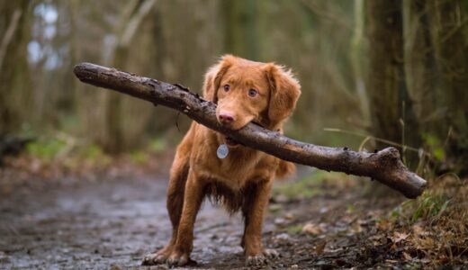 愛犬がスリッパをくわえて離さない？くわえた物を落とす合図”ドロップ”で問題解決！