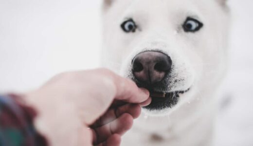 場面に応じておやつを使い分けよう！愛犬のしつけに使うおやつは1種類だけじゃない！