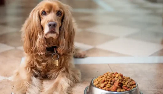 愛犬のためのドッグフードの選び方｜子犬にはウェットフードの方が良い！？