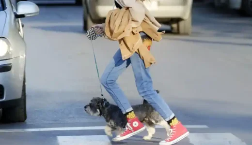 飼い主を悩ませる愛犬の問題行動~車追いを叱らずにやめさせる方法