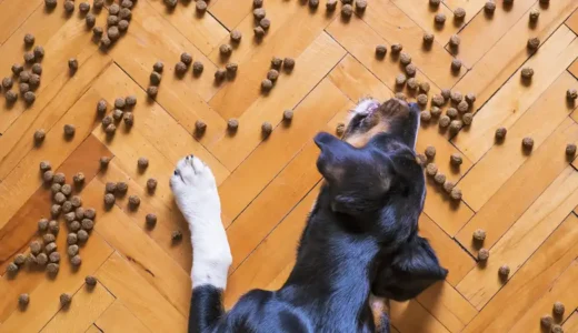 犬のしつけでおやつはいつまで使わないといけないの？ご褒美なしだと犬が言うことを聞かない!?