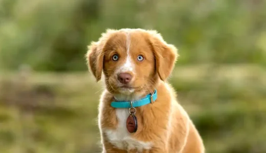 全トレーニング共通！犬のトレーニングで飼い主がやってはいけないこと5選！