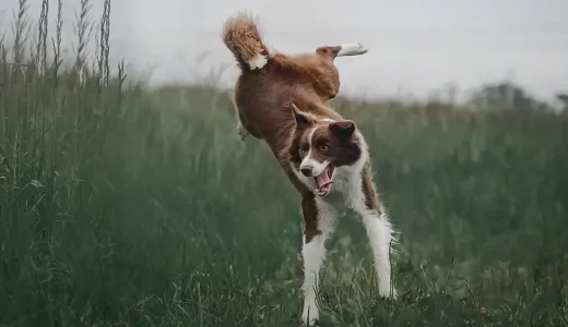犬の去勢はいつが最適！？小型犬・中型犬・大型犬、サイズで変わる最適な時期