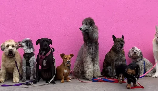 世界全体の人気犬種ランキング！第2位はジャーマンシェパード！第1位は、、