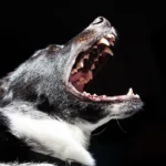 犬の口をアップで撮った写真