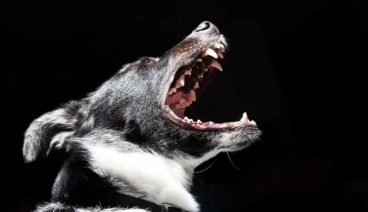 犬の噛み癖のなおし方｜家具を壊したり他人を噛む前にできること