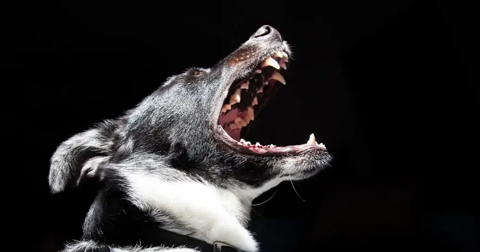 犬の口をアップで撮った写真