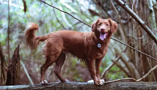 子犬の問題行動9選と対処方法｜前半編