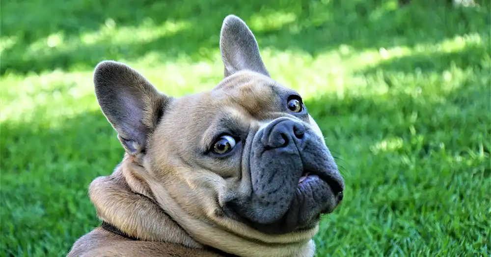 犬が振り返っている