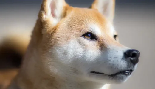 [中型犬限定]人気犬種ランキング2023最新｜第2位は柴犬！気になる第1位は、、