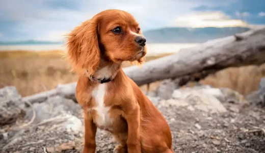子犬を初めてシャワーする時に気を付けるポイントは？生後8週からできるトレーニング