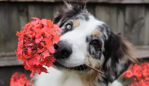 犬にも安全な観葉植物と、毒となる危険な観葉植物まとめ