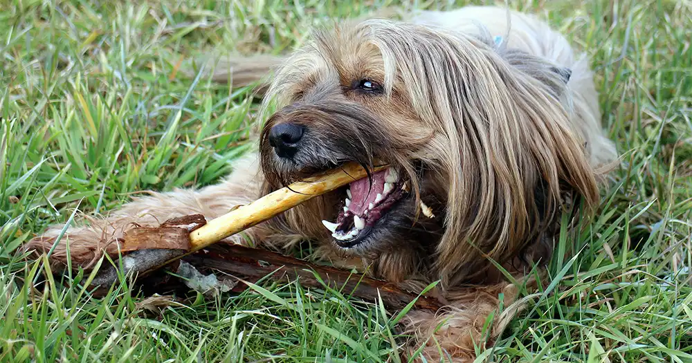 犬が齧っている写真