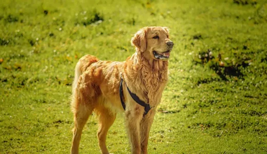 お風呂嫌いな犬のための選択肢｜ドライシャンプーと重曹の正しい使い方を解説