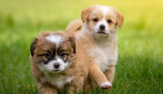 犬も花粉症を発症する！？犬は花粉症でくしゃみをしない代わりに、、、