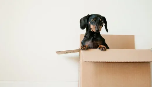 子犬を迎えるお家の準備は順調？チェックリストで確認！