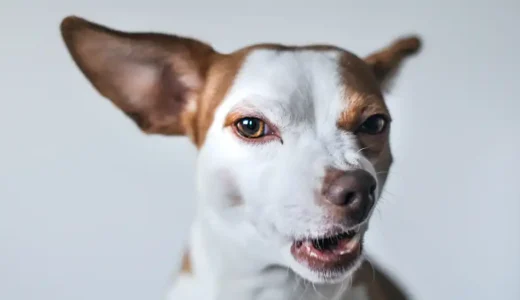 犬の涙やけは拭くだけでは治らない！原因は食事ではない！？適切な対処法を解説