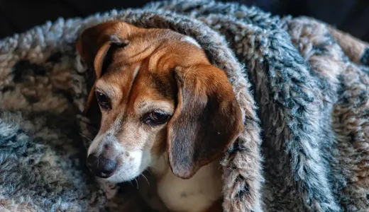 犬もインフルエンザにかかる？2022年はアメリカで流行