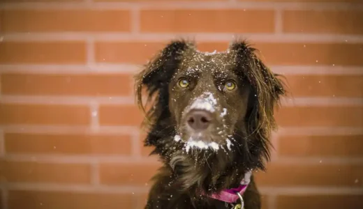 犬の分離不安症｜予防と対策 外出前におやつをあげるのが効果的！？