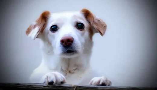 犬の分離不安症の治し方｜子犬を迎えた最初の対応が重要です！