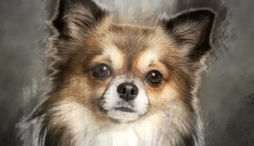 チワワが病気になりやすいはウソ！？他犬種と比較してなりにくい病気は？