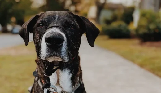 愛犬の引っ張り癖がどうやっても治らない？5千円で改善できます[最終手段]