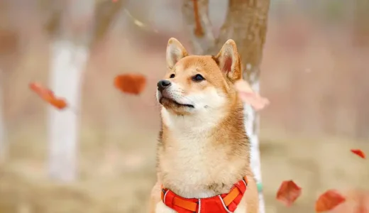 柴犬がなりやすい病気は皮膚疾患！？他に気をつける病気はある？