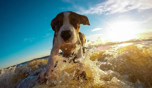 犬も日焼け対策が必要！？どこまですればいいの？おすすめの犬用日焼け止めはコレ！