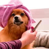 子犬がお手入れしてもらっている写真