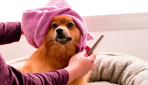 子犬のシャワーはいつからOK？基本的には生後◯週間から大丈夫！
