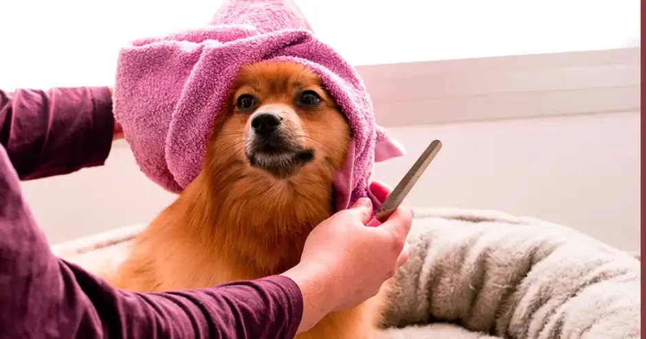 子犬がお手入れしてもらっている写真