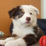 犬が伏せをしている画像