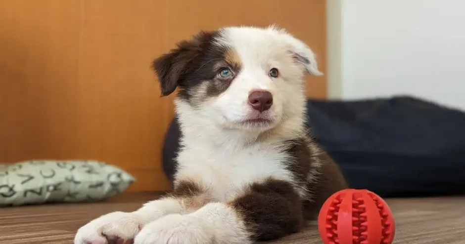犬が伏せをしている画像